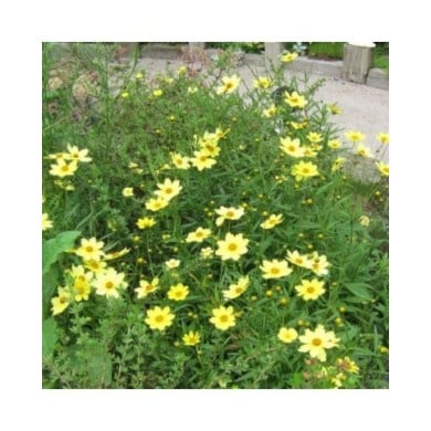 Coreopsis 'Full Moon'® (D M / flickr.com)