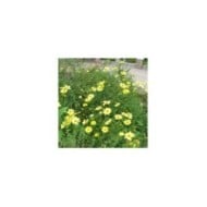 Coreopsis 'Full Moon'® (D M / flickr.com)