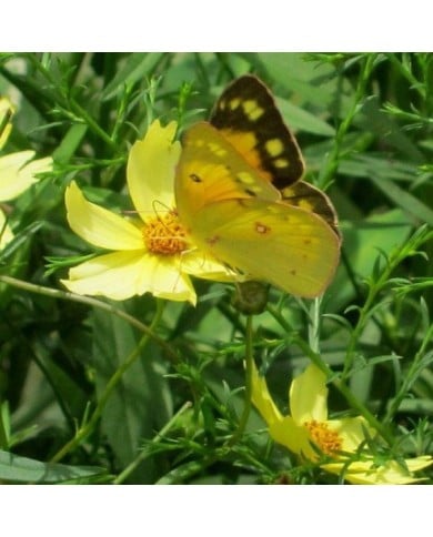 Coreopsis 'Full Moon'® (K M / flickr.com)