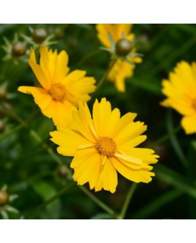 Coreopsis grandiflora 'Sonnenkind' (nahhan / Adobe Stock)