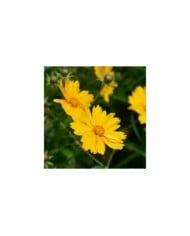 Coreopsis grandiflora 'Sonnenkind' (nahhan / Adobe Stock)