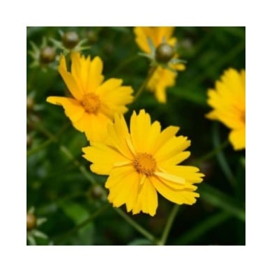 Coreopsis grandiflora 'Sonnenkind' (nahhan / Adobe Stock)