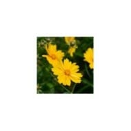 Coreopsis grandiflora 'Sonnenkind' (nahhan / Adobe Stock)