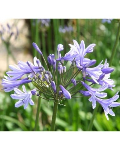 Agapanthe 'Dr Brouwer' (Marie-Elise LIENNARD)