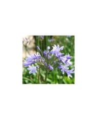 Agapanthe 'Dr Brouwer' (Marie-Elise LIENNARD)