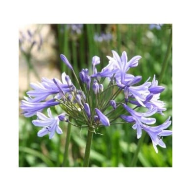 Agapanthe 'Dr Brouwer' (Marie-Elise LIENNARD)