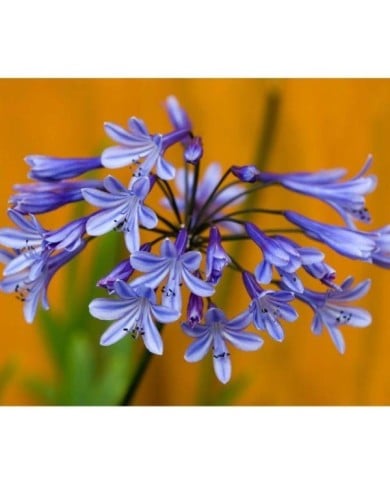 Agapanthus 'Dr Brouwer' (eelnosiva / Adobe Stock)