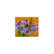 Agapanthus 'Dr Brouwer' (eelnosiva / Adobe Stock)