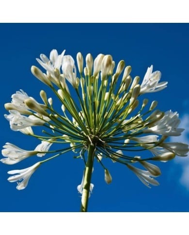 Agapanthus 'Polar Ice' (Gabriel Cassan / Adobe Stock)