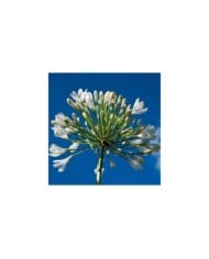 Agapanthus 'Polar Ice' (Gabriel Cassan / Adobe Stock)