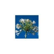 Agapanthus 'Polar Ice' (Gabriel Cassan / Adobe Stock)