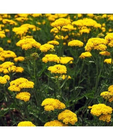 Achillea filipendulina 'Cloth of Gold' (AngieC / Adobe Stock)
