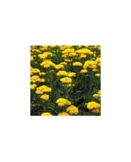 Achillea filipendulina 'Cloth of Gold' (AngieC / Adobe Stock)