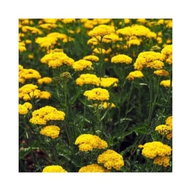 Achillea filipendulina 'Cloth of Gold' (AngieC / Adobe Stock)