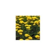Achillea filipendulina 'Cloth of Gold' (AngieC / Adobe Stock)
