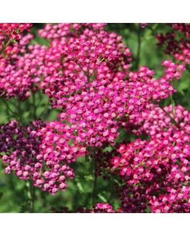 Achillea millefolium 'Cassis' (Nicole / Adobe Stock)
