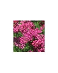 Achillea millefolium 'Cassis' (Nicole / Adobe Stock)
