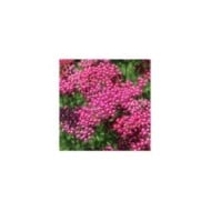 Achillea millefolium 'Cassis' (Nicole / Adobe Stock)