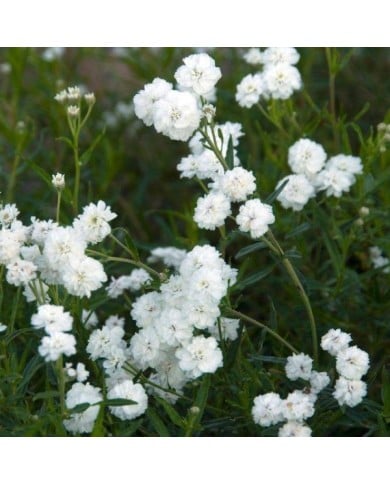 Achillea ptarmica 'Boule de Neige' (HVPM dev / Adobe Stock)