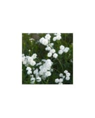 Achillea ptarmica 'Boule de Neige' (HVPM dev / Adobe Stock)