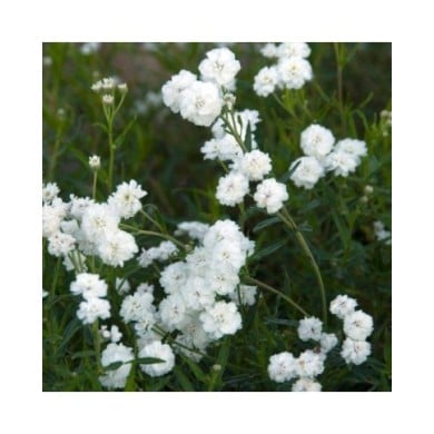 Achillea ptarmica 'Boule de Neige' (HVPM dev / Adobe Stock)