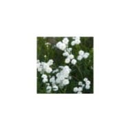 Achillea ptarmica 'Boule de Neige' (HVPM dev / Adobe Stock)