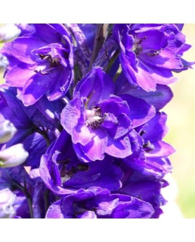 Pied d'Alouette 'Black Knight' - Delphinium (Niepokój Zbigniew / wikimedia.org)