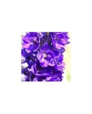 Pied d'Alouette 'Black Knight' - Delphinium (Niepokój Zbigniew / wikimedia.org)