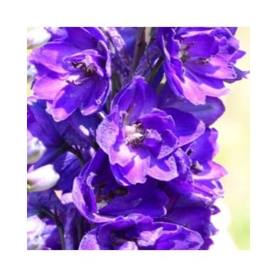 Pied d'Alouette 'Black Knight' - Delphinium (Niepokój Zbigniew / wikimedia.org)