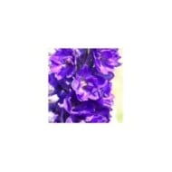 Pied d'Alouette 'Black Knight' - Delphinium (Niepokój Zbigniew / wikimedia.org)