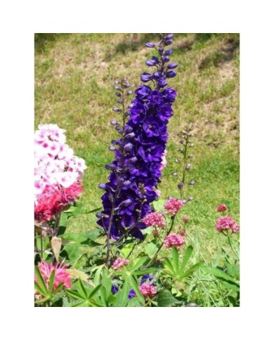 Pied d'Alouette 'Black Knight' - Delphinium (Niepokój Zbigniew)