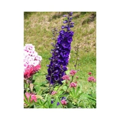 Pied d'Alouette 'Black Knight' - Delphinium (Niepokój Zbigniew)
