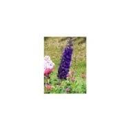 Pied d'Alouette 'Black Knight' - Delphinium (Niepokój Zbigniew)