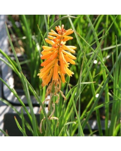 Kniphofia 'Poco Orange' (Marie-Elise LIENNARD)