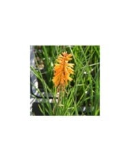 Kniphofia 'Poco Orange' (Marie-Elise LIENNARD)
