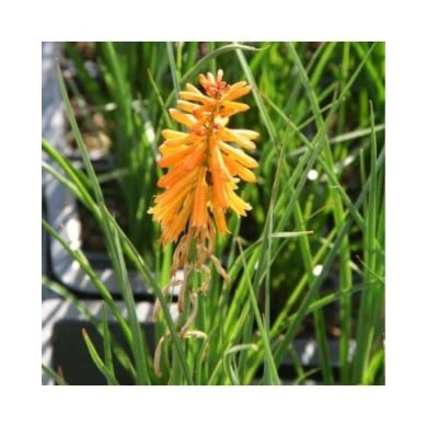 Kniphofia 'Poco Orange' (Marie-Elise LIENNARD)