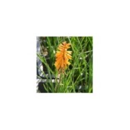 Kniphofia 'Poco Orange' (Marie-Elise LIENNARD)