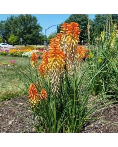Kniphofia 'Poco Sunset' (Dan Keck / wikimedia.org)