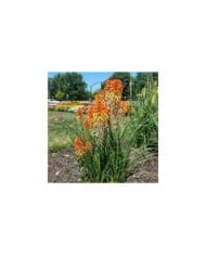Kniphofia 'Poco Sunset' (Dan Keck / wikimedia.org)