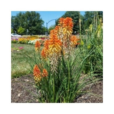 Kniphofia 'Poco Sunset' (Dan Keck / wikimedia.org)