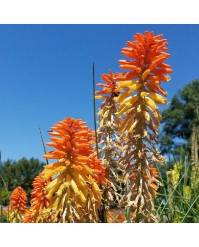 Kniphofia 'Poco Sunset' (Dan Keck / wikimedia.org)