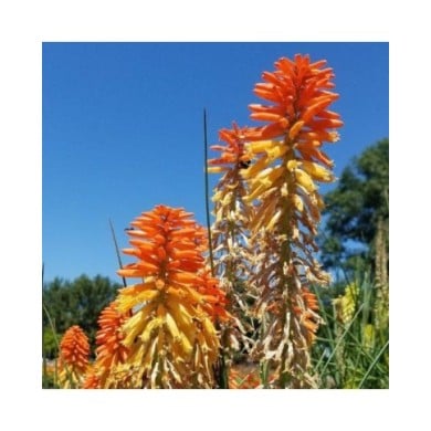 Kniphofia 'Poco Sunset' (Dan Keck / wikimedia.org)