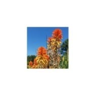 Kniphofia 'Poco Sunset' (Dan Keck / wikimedia.org)