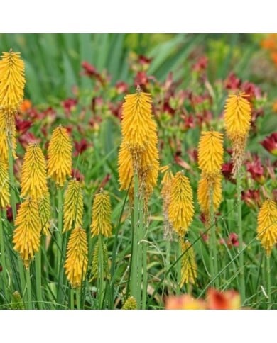 Kniphofia 'Mango Popsicle' (Alexandra / Adobe Stock)