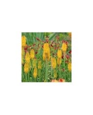 Kniphofia 'Mango Popsicle' (Alexandra / Adobe Stock)