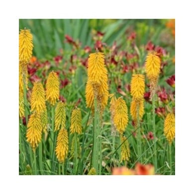 Kniphofia 'Mango Popsicle' (Alexandra / Adobe Stock)