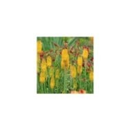 Kniphofia 'Mango Popsicle' (Alexandra / Adobe Stock)