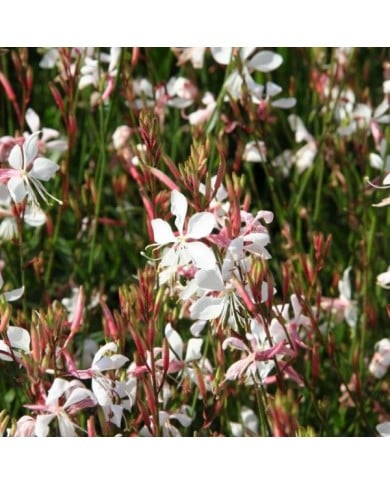 Gaura lindheimeri 'Whirling Butterflies' (Marie-Elise LIENNARD)