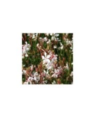Gaura lindheimeri 'Whirling Butterflies' (Marie-Elise LIENNARD)