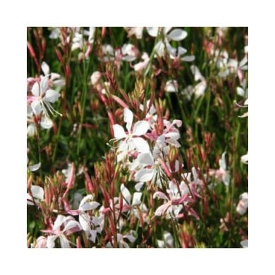 Gaura lindheimeri 'Whirling Butterflies' (Marie-Elise LIENNARD)